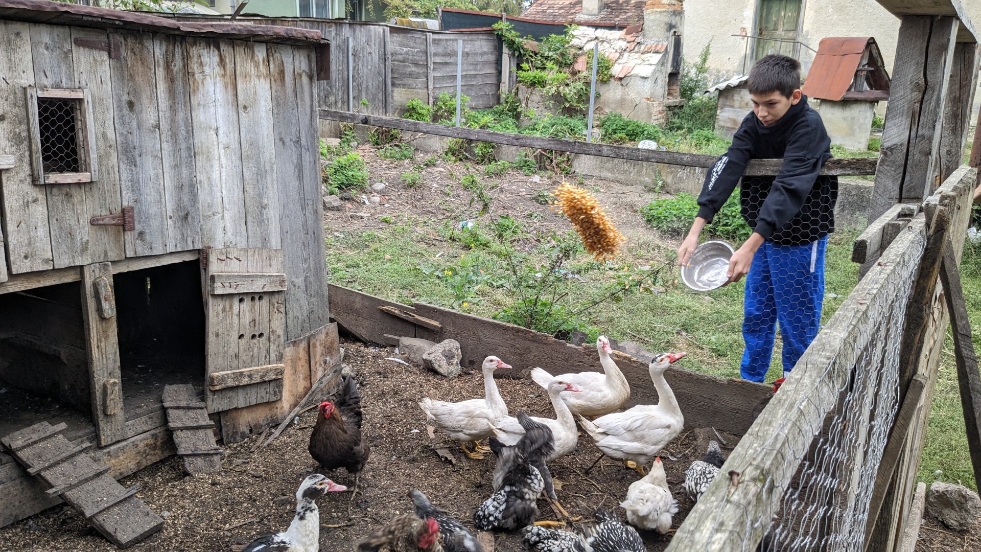 Alin helps feed and care for the ducks at home